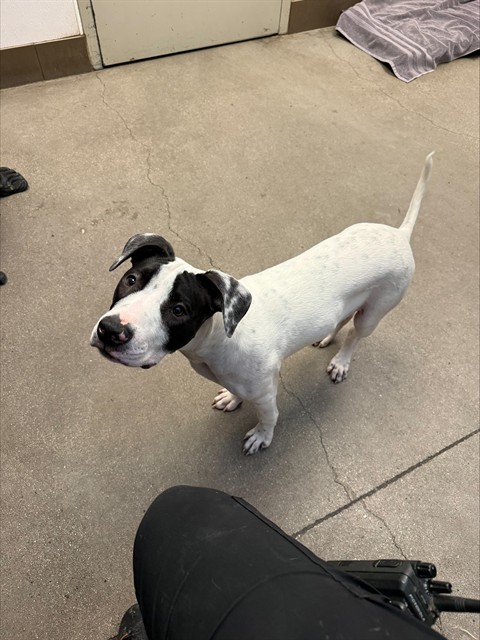 Archie
