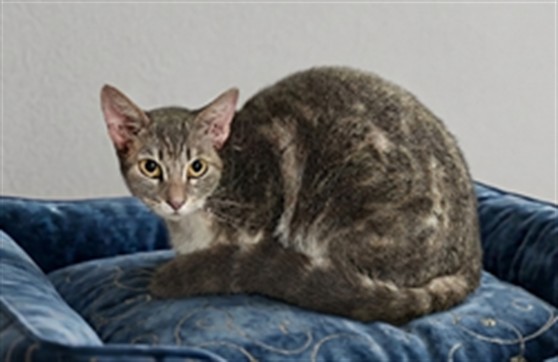 Kitkat