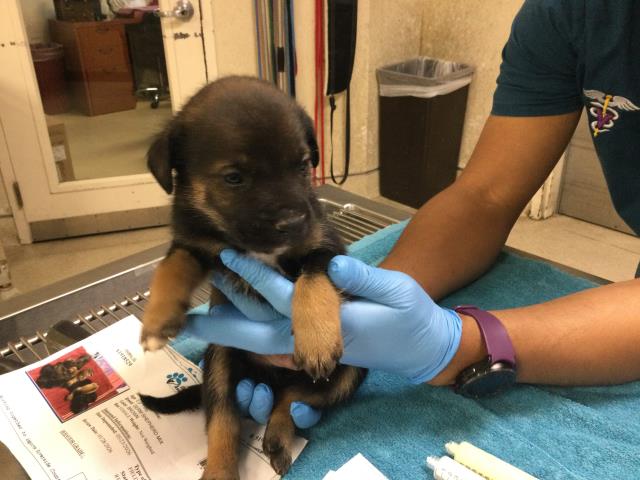 Adoptable Dog