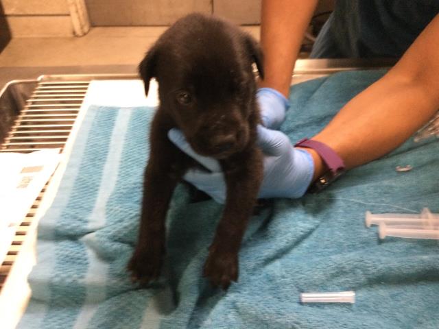 Adoptable Dog