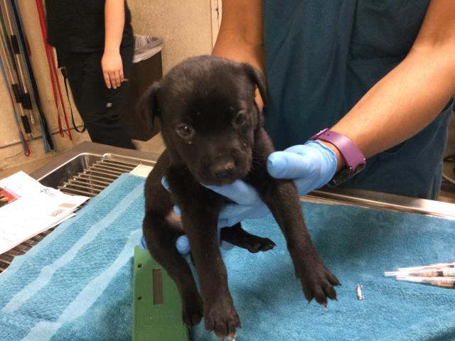 Adoptable Dog
