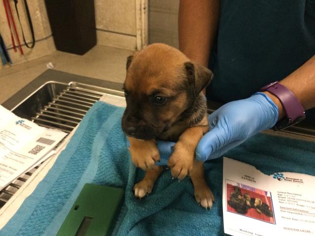 Adoptable Dog