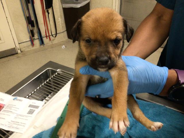 Adoptable Dog