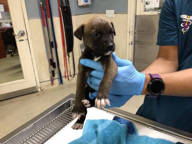 Adoptable Dog