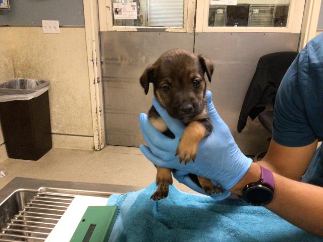 Adoptable Dog