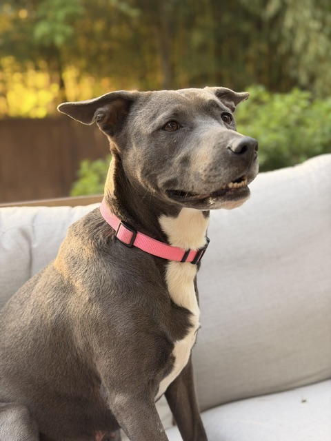 Mya