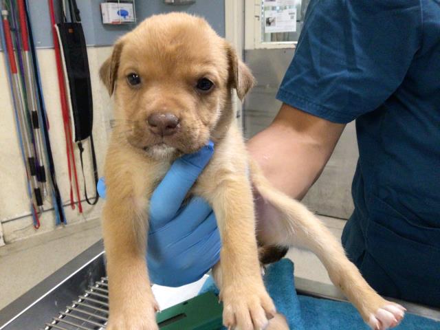 Adoptable Dog