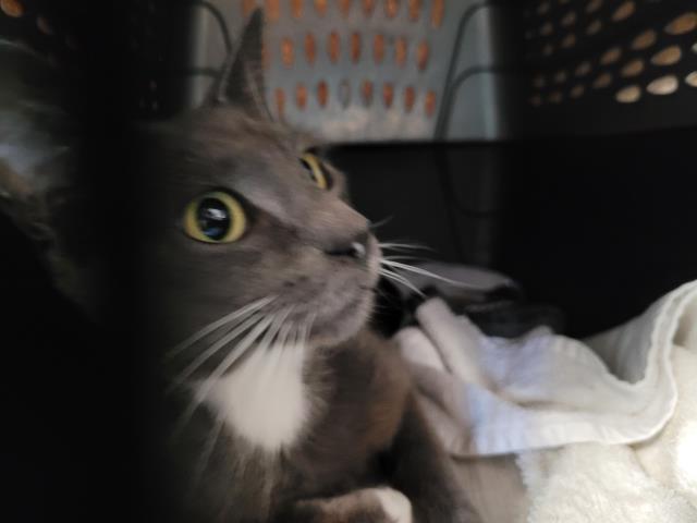 Adoptable Cat