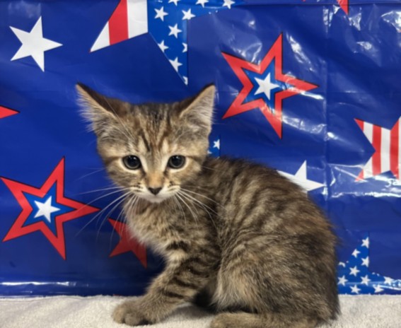 Adoptable Cat