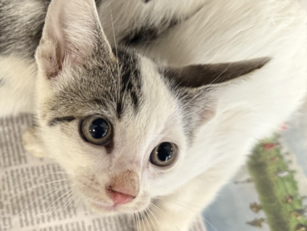 Adoptable Cat