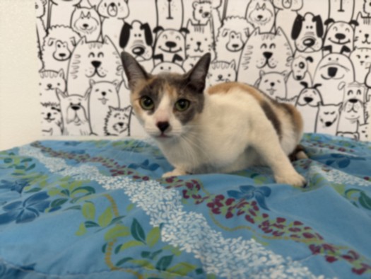 Adoptable Cat