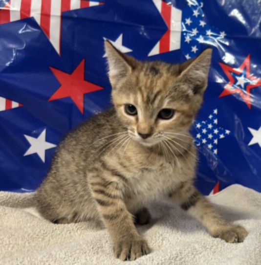 Adoptable Cat
