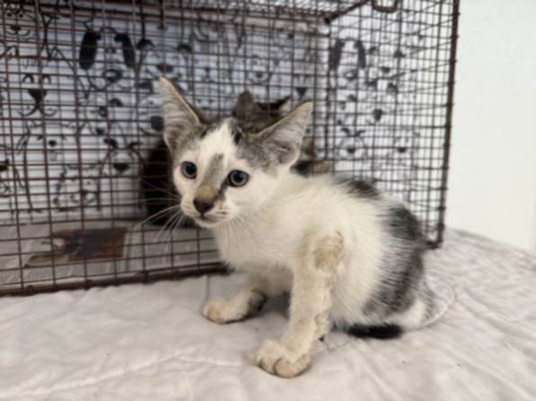 Adoptable Cat