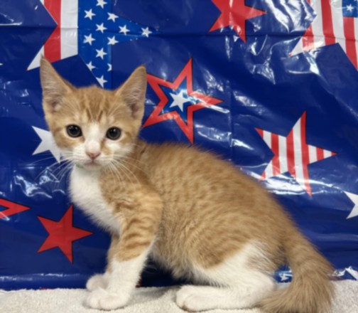 Adoptable Cat