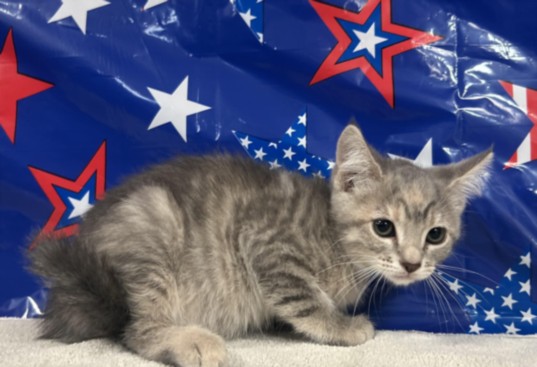 Adoptable Cat