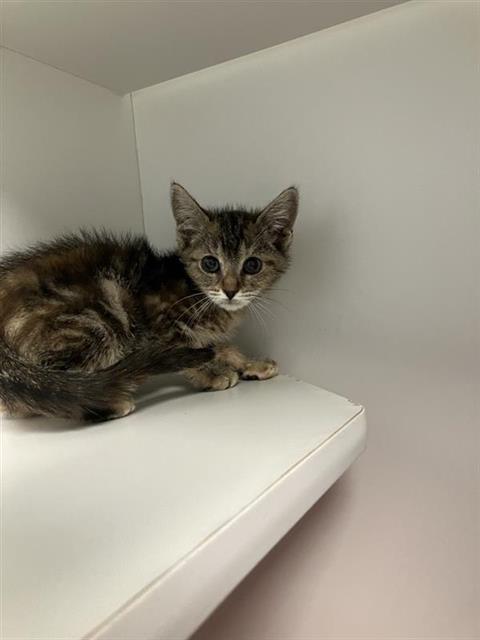Adoptable Cat