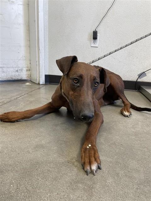 Adoptable Dog