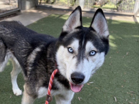 Nanook