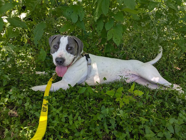 Max