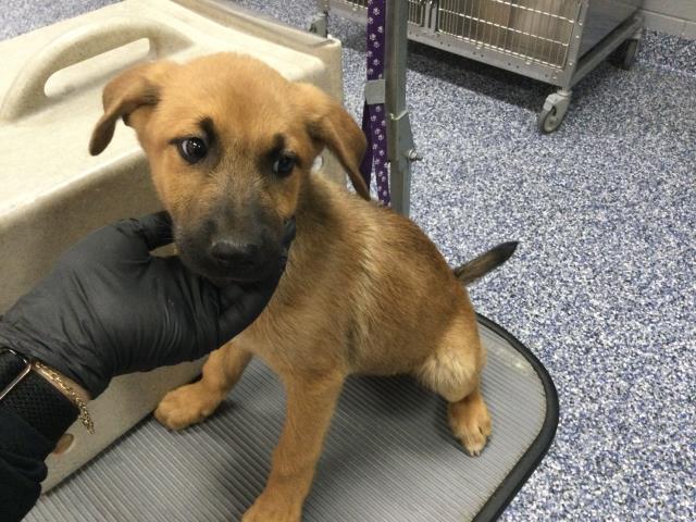 Adoptable Dog
