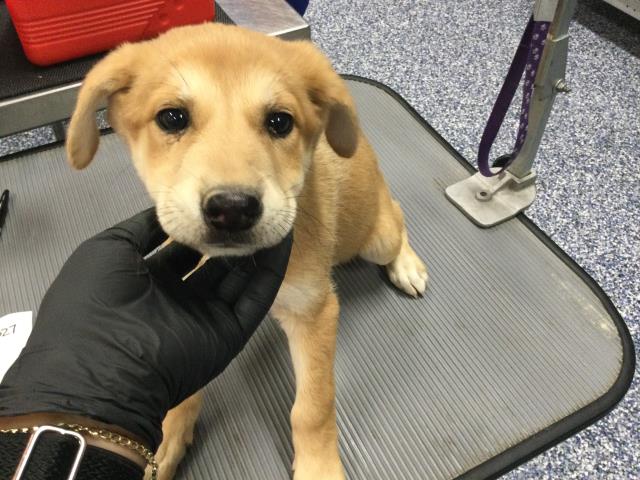 Adoptable Dog