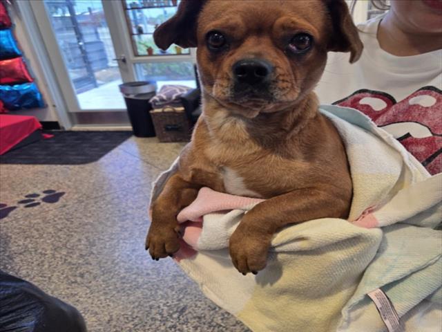 Adoptable Dog