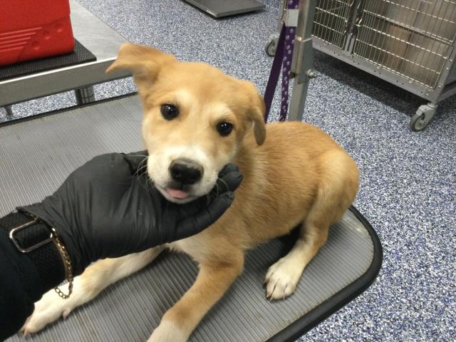 Adoptable Dog