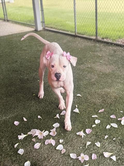 Opie