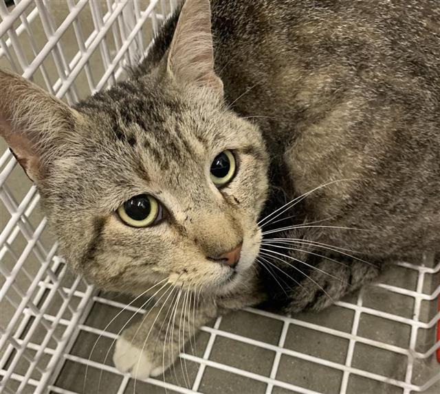 Adoptable Cat