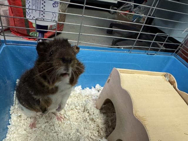 Chispita