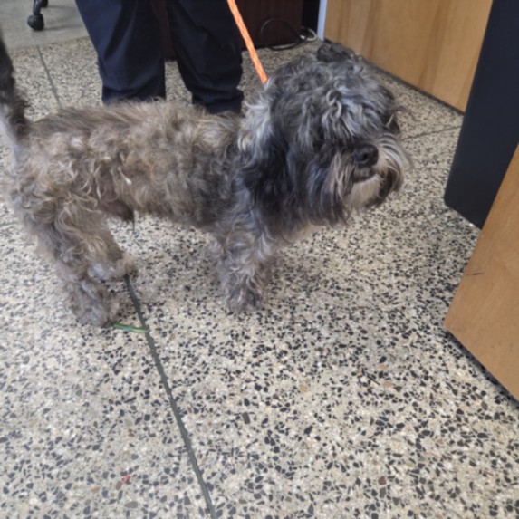 Adoptable Dog