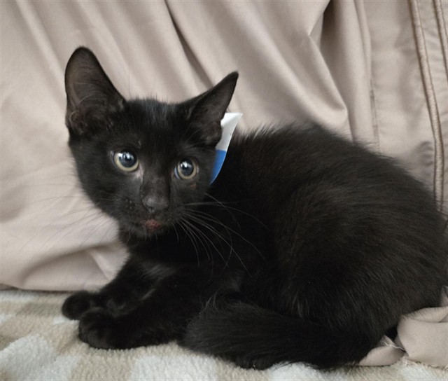 Soot