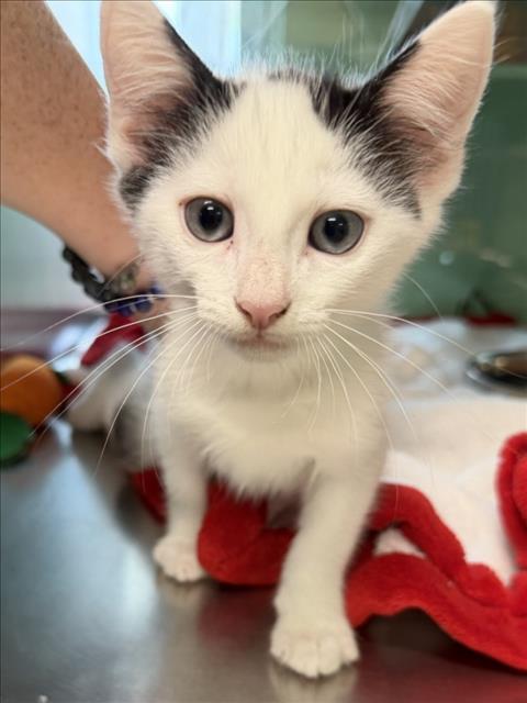 Kiki