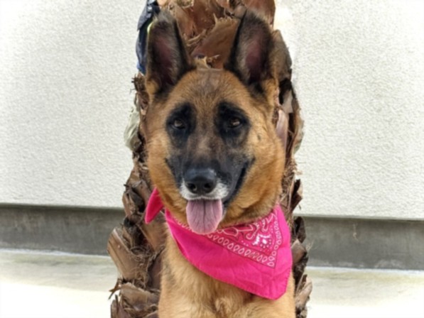 Coqueta