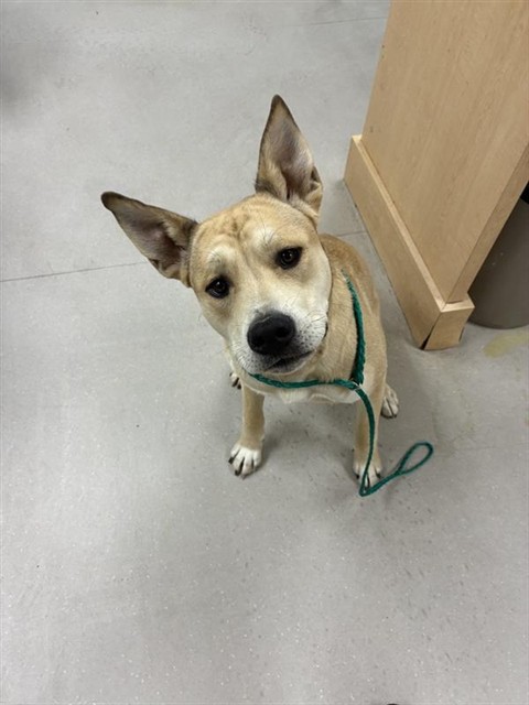 Adoptable Dog