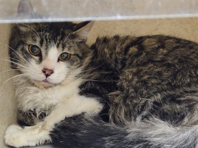 Adoptable Cat