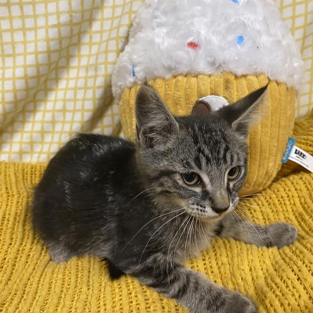 Adoptable Cat