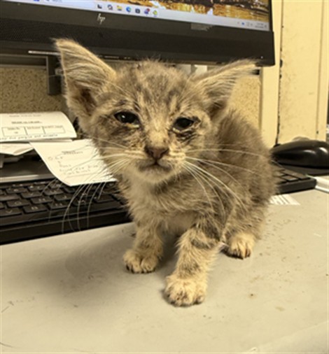 Adoptable Cat