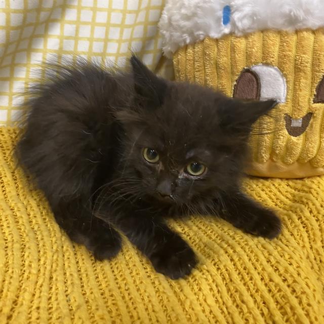 Adoptable Cat