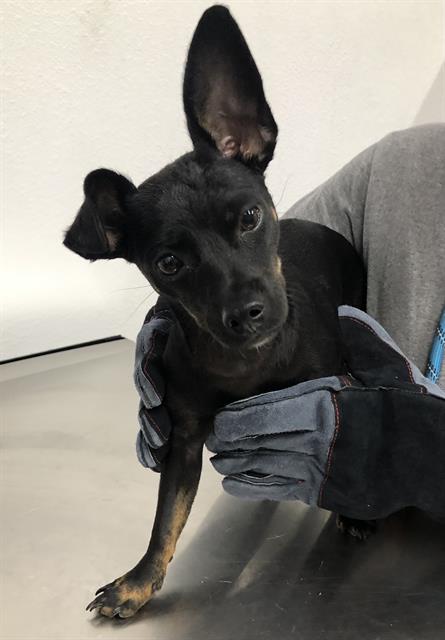 Adoptable Dog
