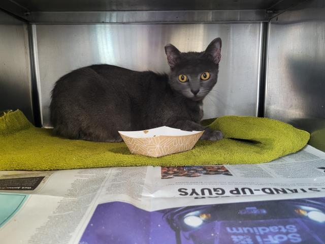 Adoptable Cat