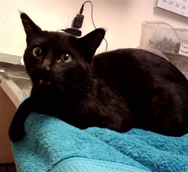 Adoptable Cat