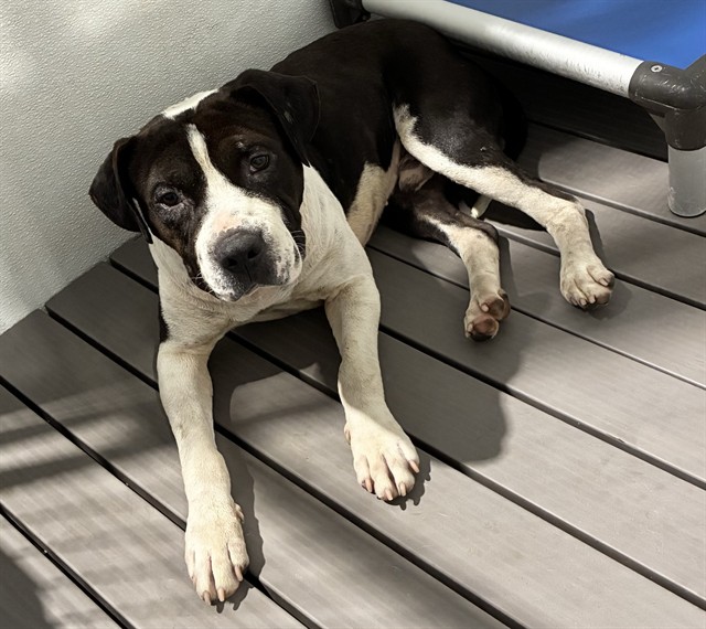 Med Adopt Raul