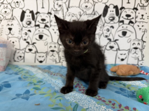 Adoptable Cat
