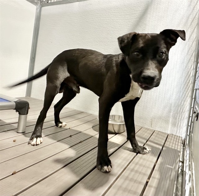Med Adopt Julian