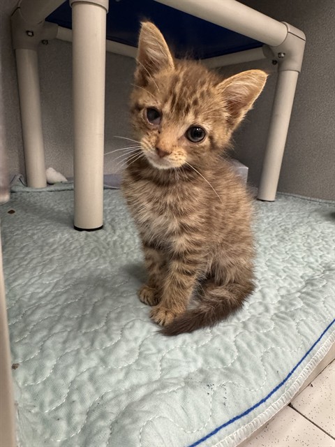 Kovu