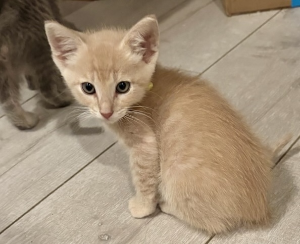 Adoptable Cat
