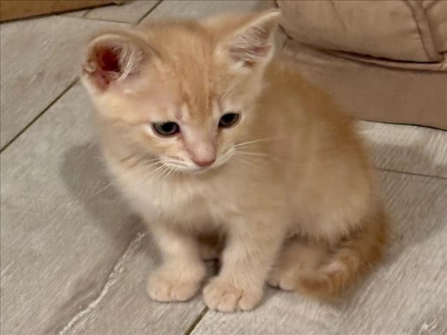 Adoptable Cat