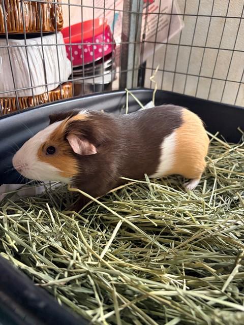 Gus Gus