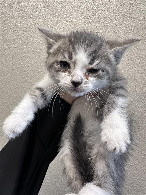 Merlin - Adoption Pending